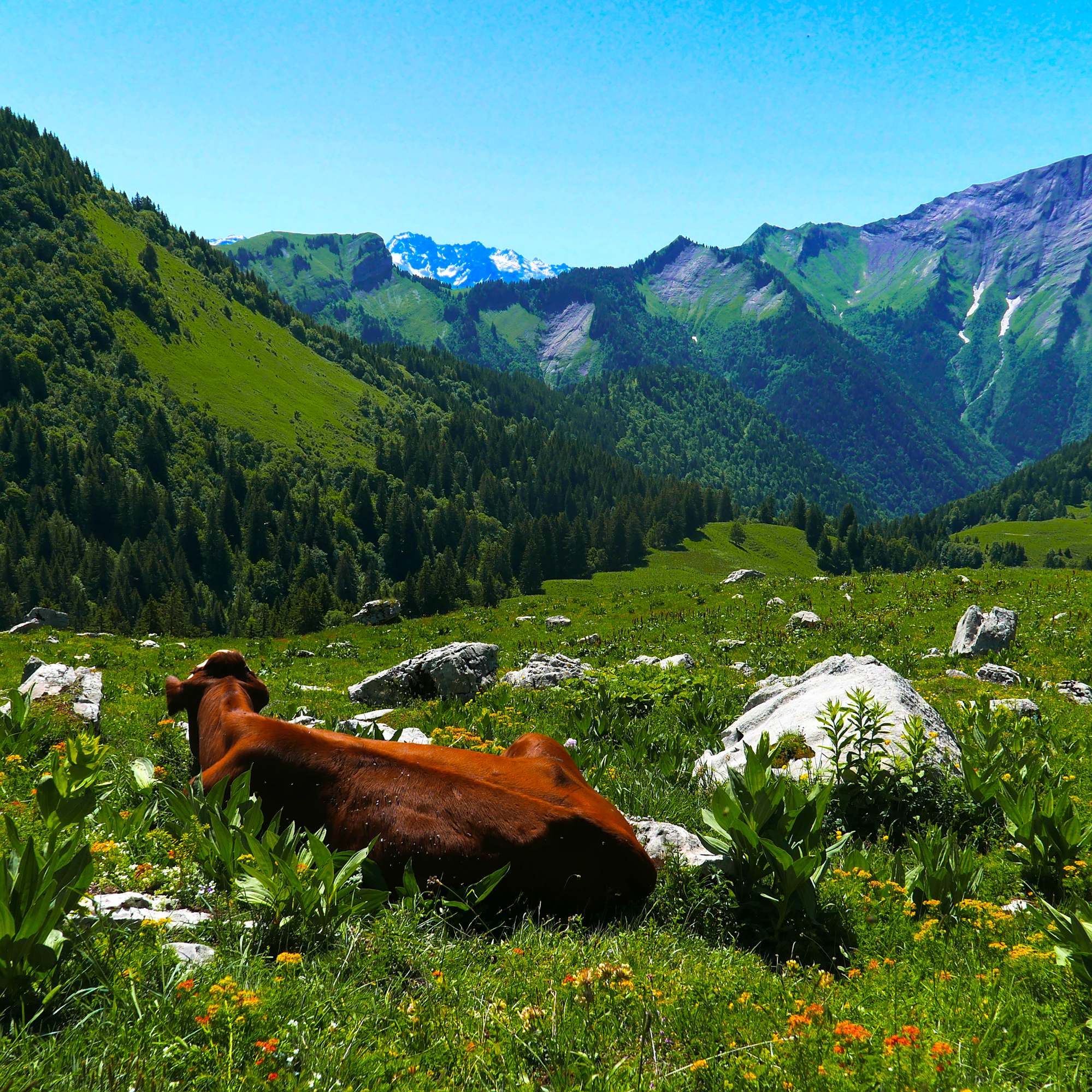 méditation vache