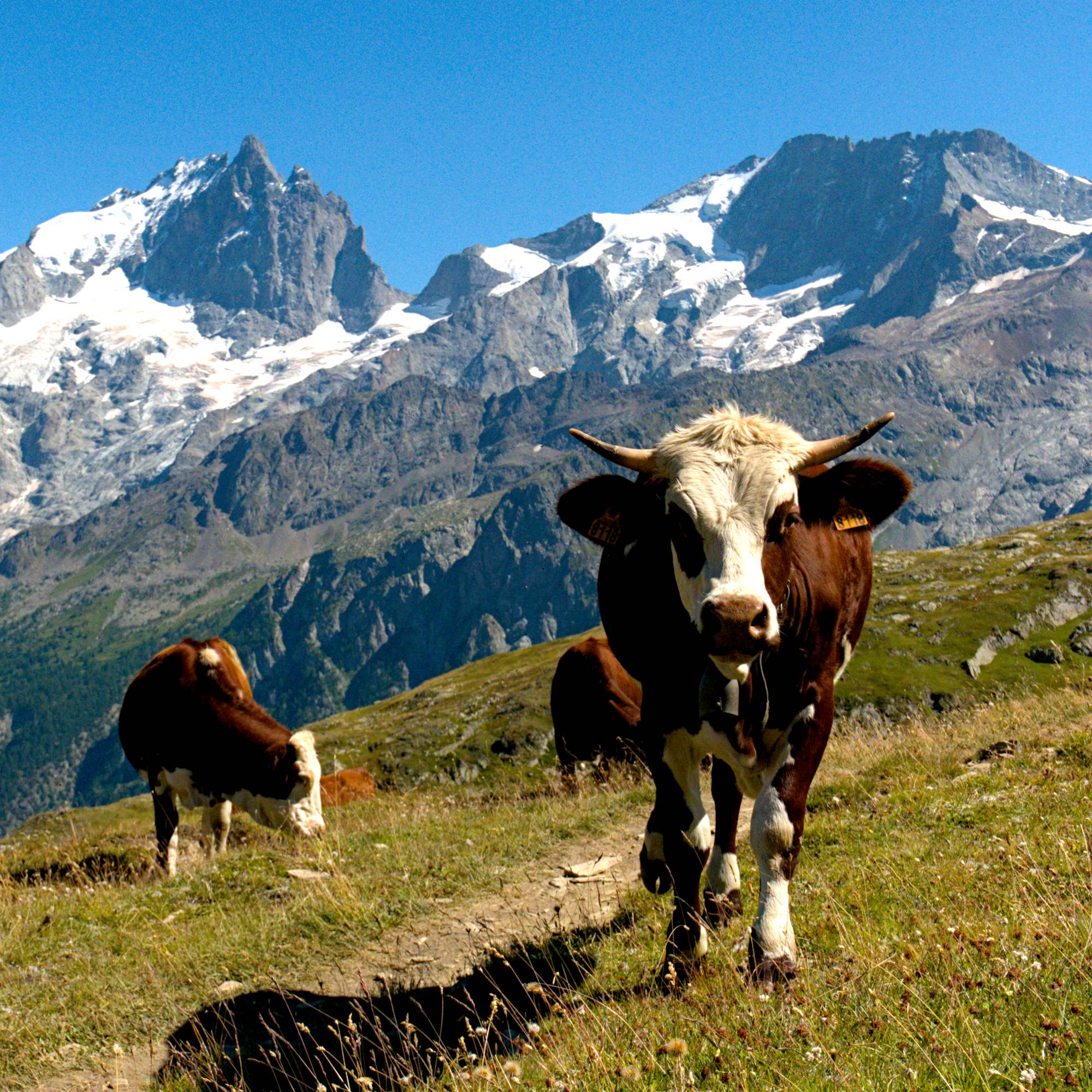 Vache sur le plateau d'Emparis