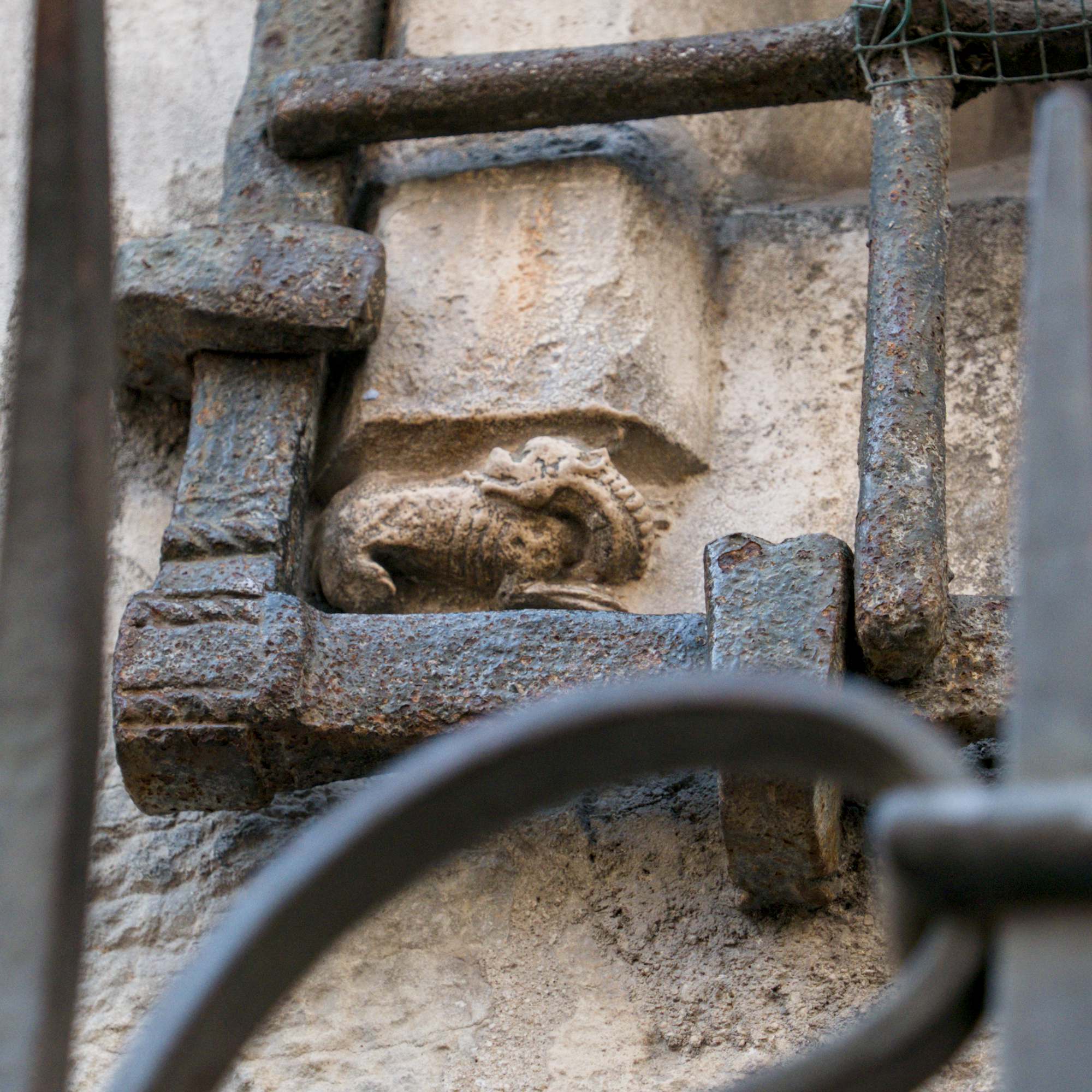 Salamandre derrière la grille