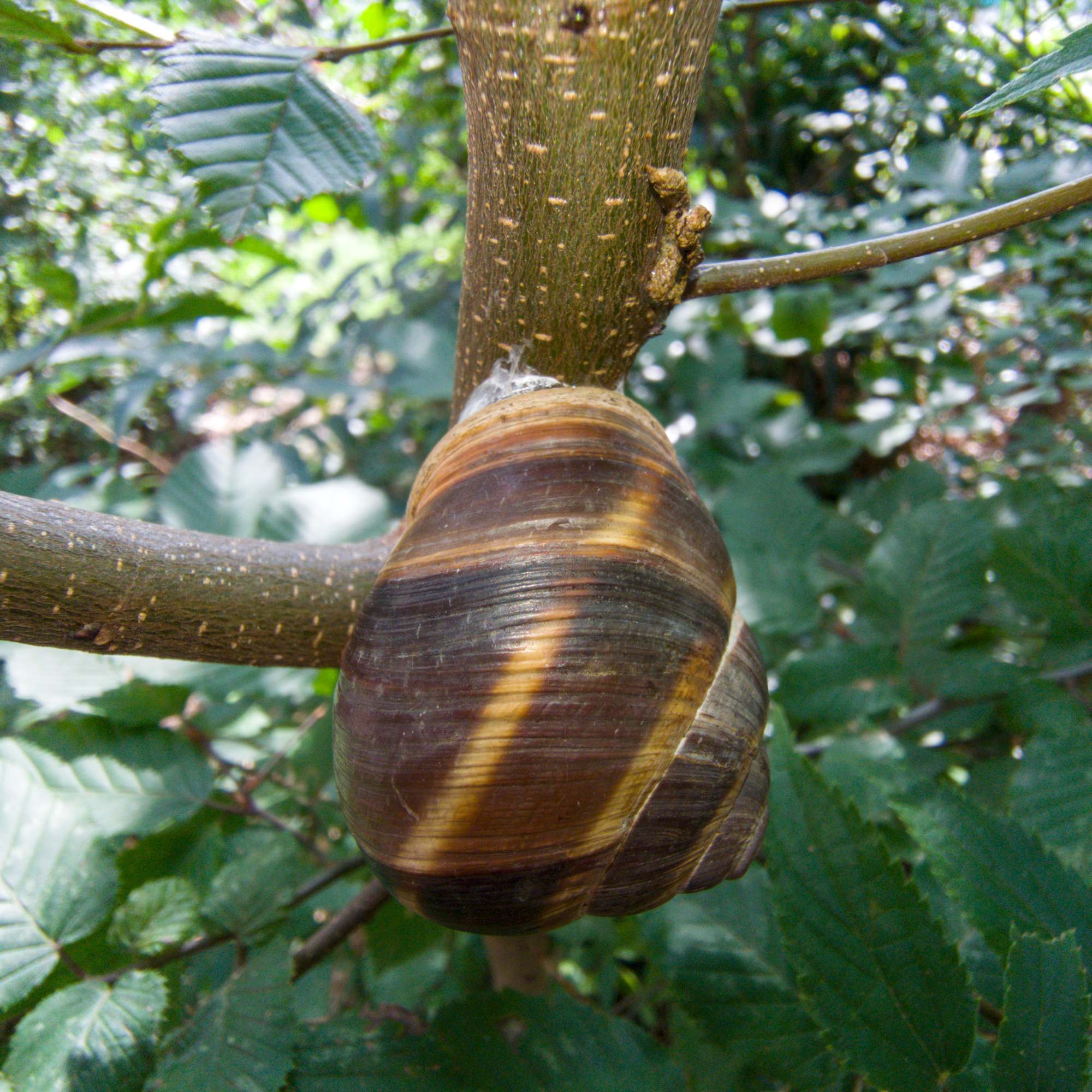 Gros escargot sur petit tronc