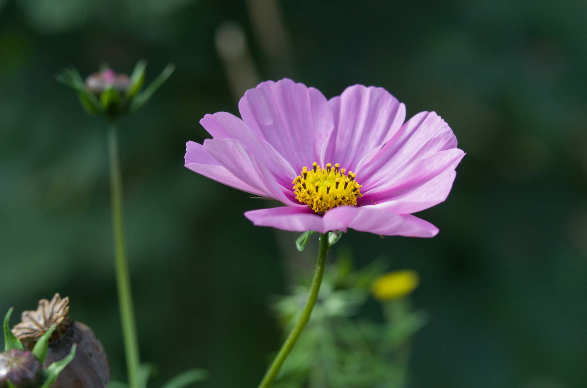 Si près du cosmos