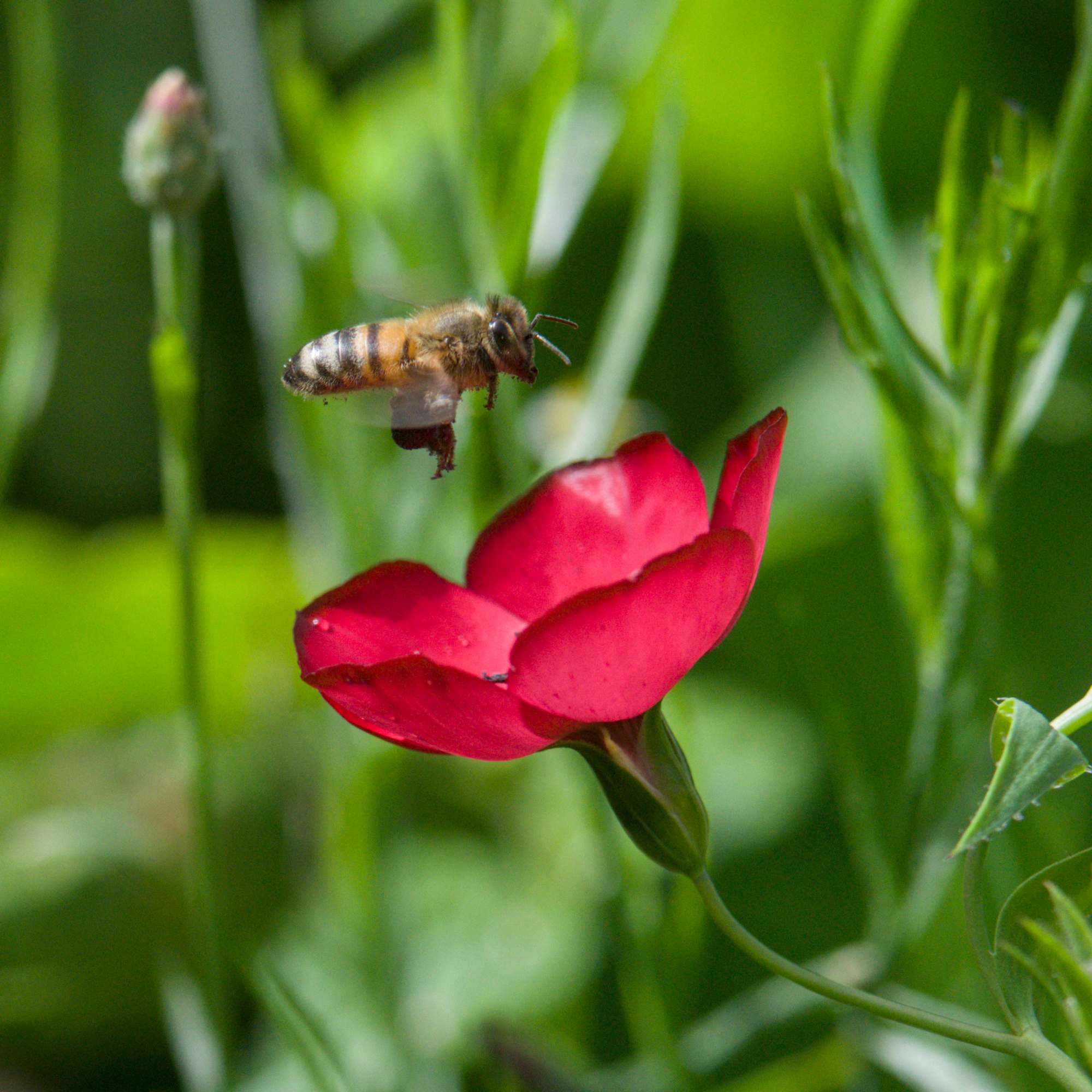 Abeille en phase terminale