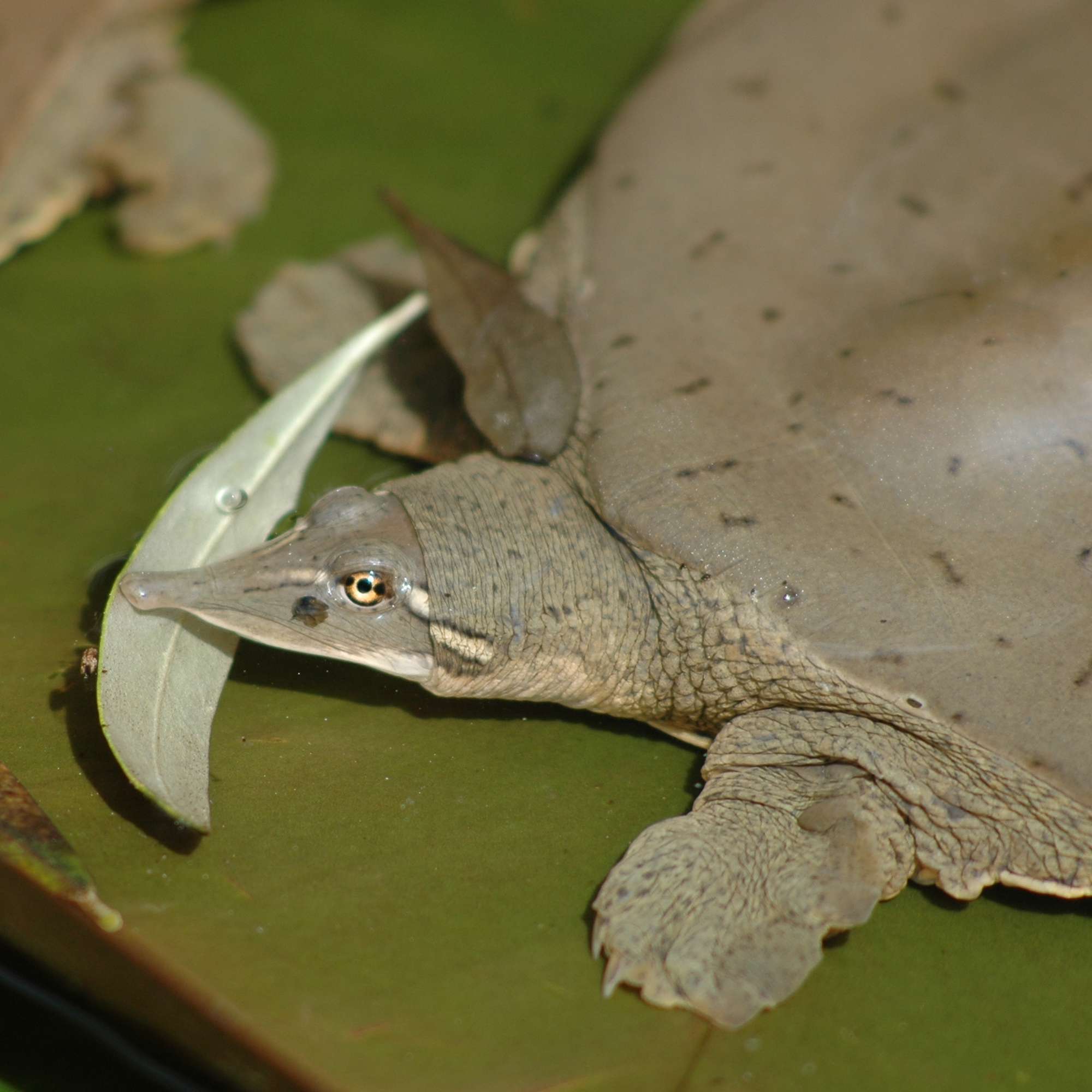 Tortue trionyx mutique