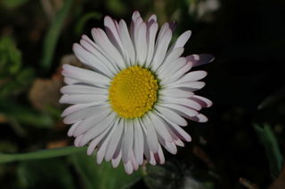 Quelques paquerettes dans mon jardin