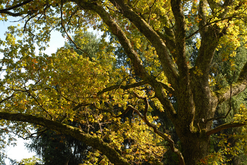 Grand arbre