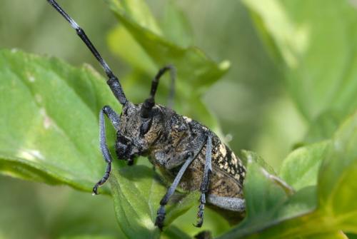 Insecte dans le basilic