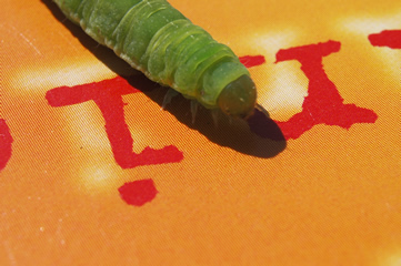 Variations autour d'une chenille