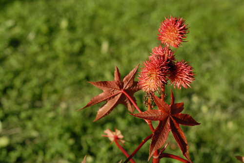 En rouge et vert