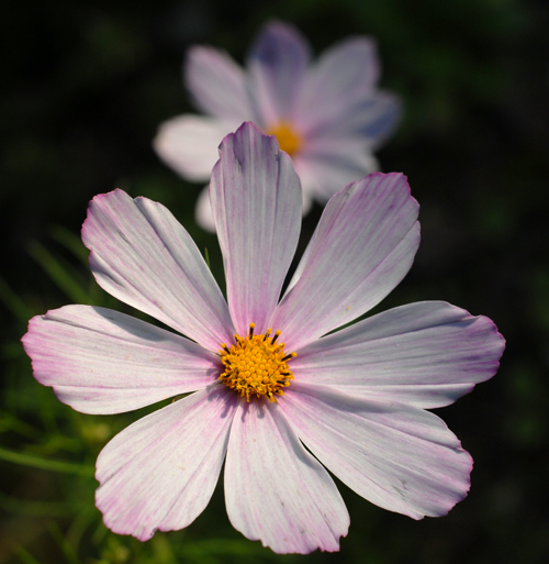 Dernières fleurs de la saison