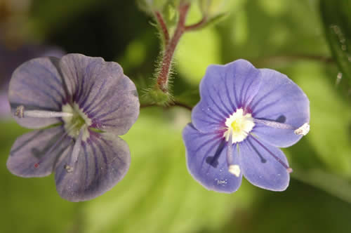 Autre petite fleur de mon jardin sans doute une Myosotis