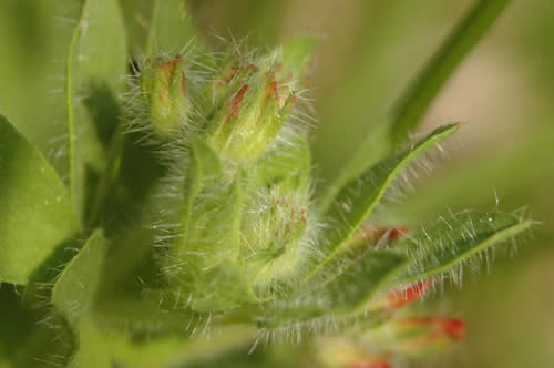 trois stades d'une fleur de mon jardin