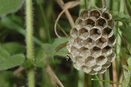 Pouponière de guêpes.