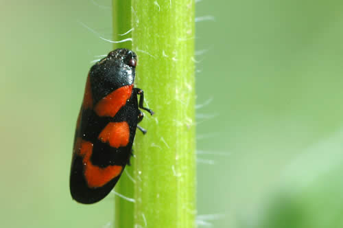 Cercope sanguinolent