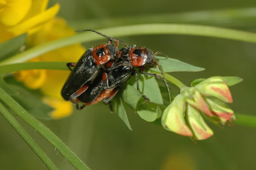 Sex in the garden