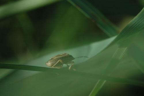 Petit insecte en fuite