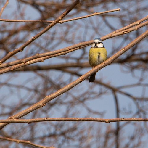 Mésange ardèchoise