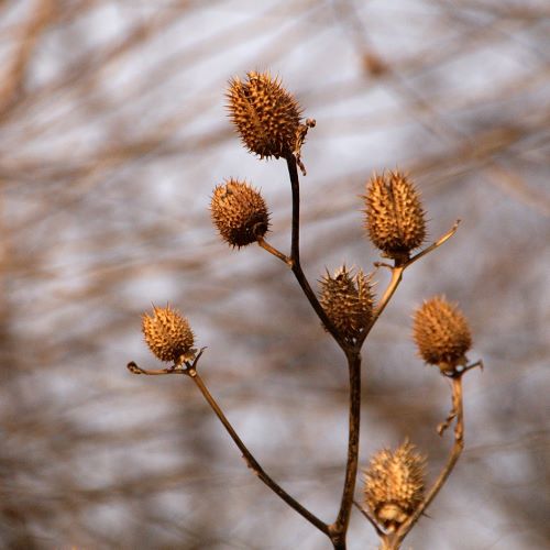 Fleur qui pique