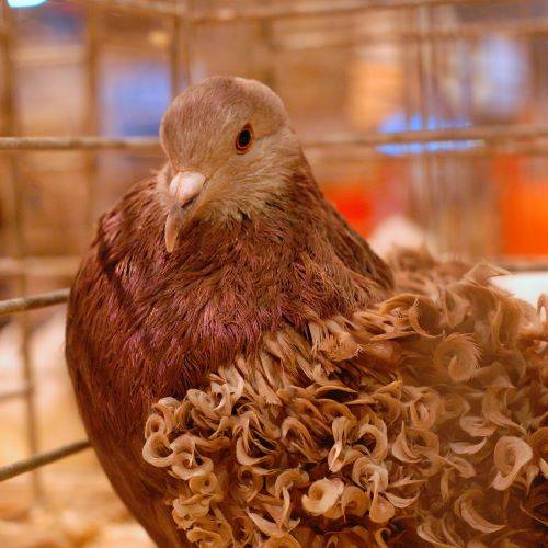 Pigeon frisé grison rouge