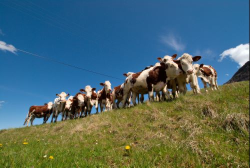 Messe basse bovine