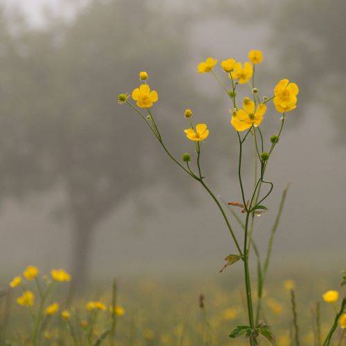 Boutons d'or dans la brume
