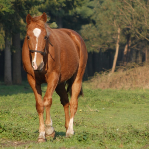Chevaux du matin...