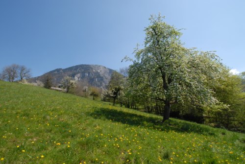 Ca sent bon le printemps derrière la maison
