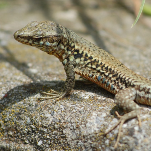Lézard sur béton