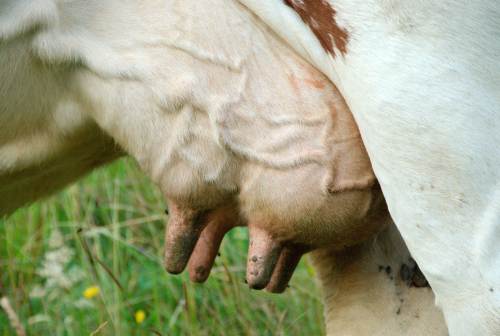 Grosse poitrine de grosse vache