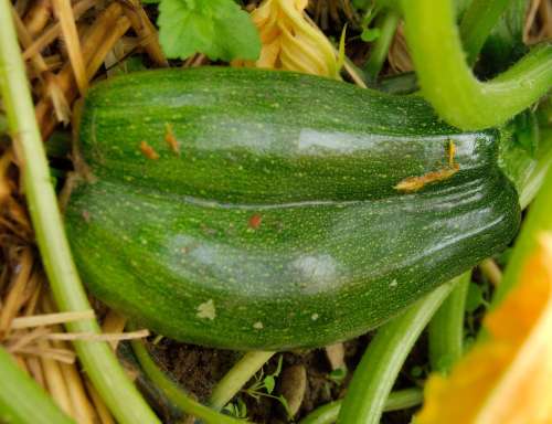 Courgettes siamoises