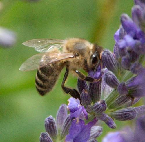 Abeille sur lavande