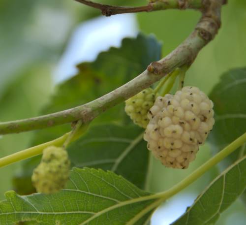 Fruits du murier blanc