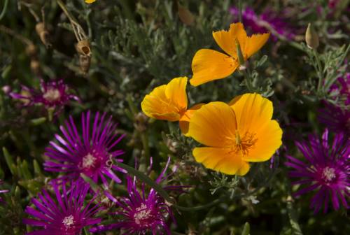 Fleurs de jardin