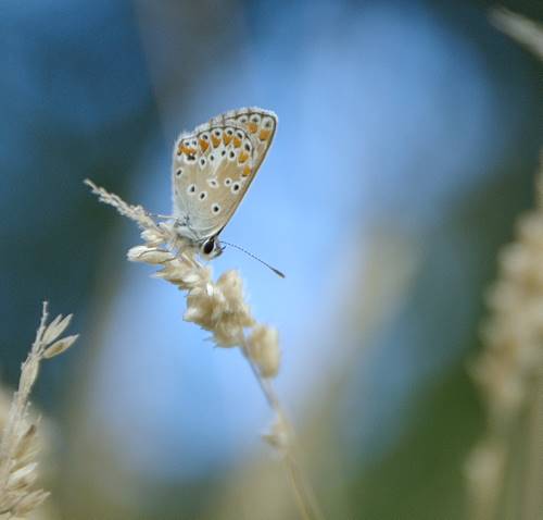Petit azuré de l'esparcette guettant le soleil
