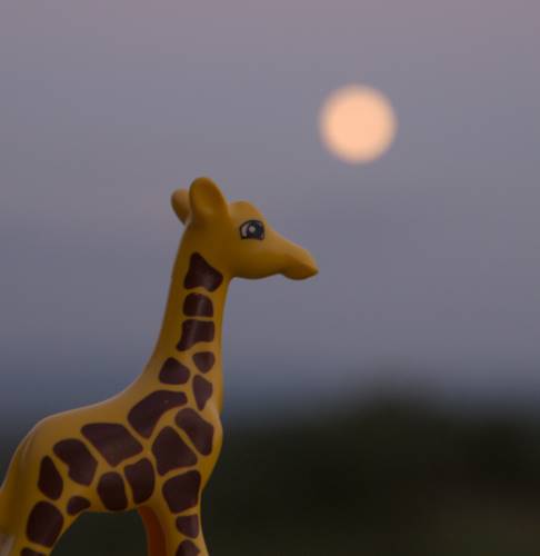 girafe au clair de lune