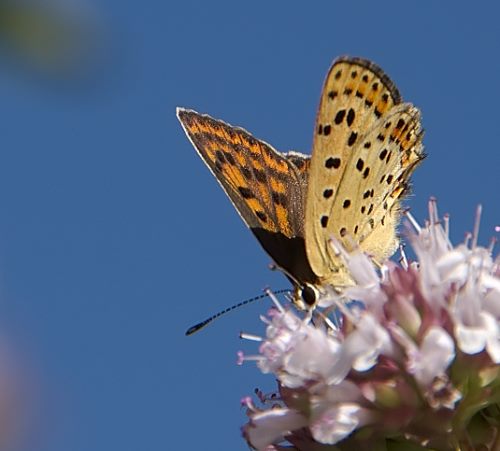 Papillon
