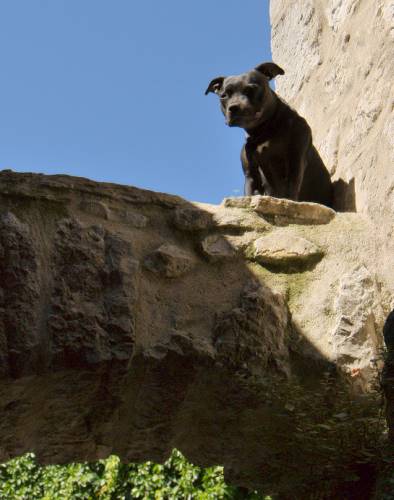 Chien qui gargouille