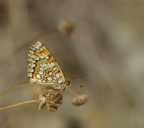 L'art de papillonner