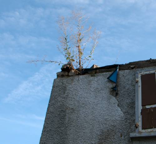 toiture végétalisée