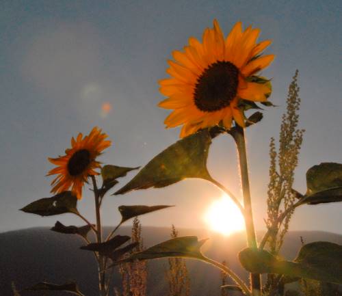 Tournesols boudant le soleil