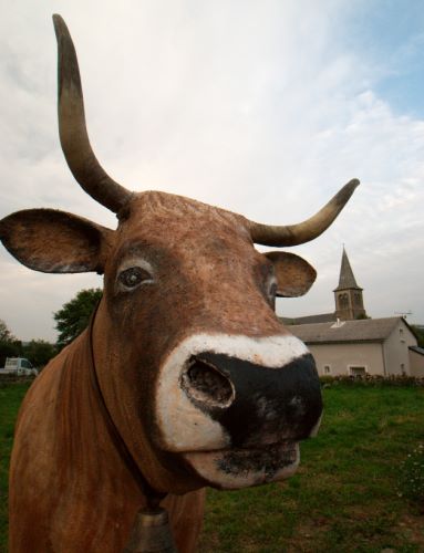 Jonquille, la vache de Condom sur Aubrac