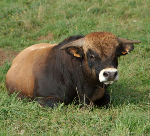 Taureau d'Aubrac à Vitrac