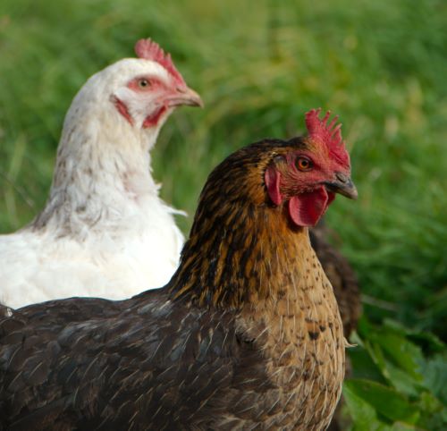 Poules au vert sur le plateau de l'Aubrac