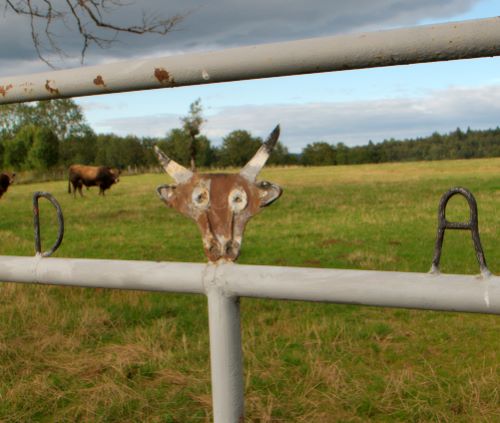 Attention, vache méchante...