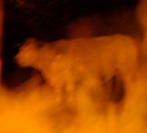 Vache somnambule