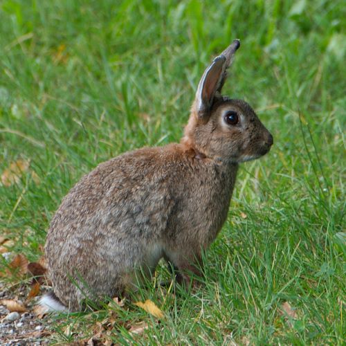 Le retour du lapin au petit matin.