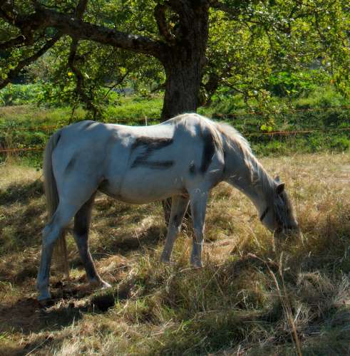 On a retrouvé le cheval de Zorro