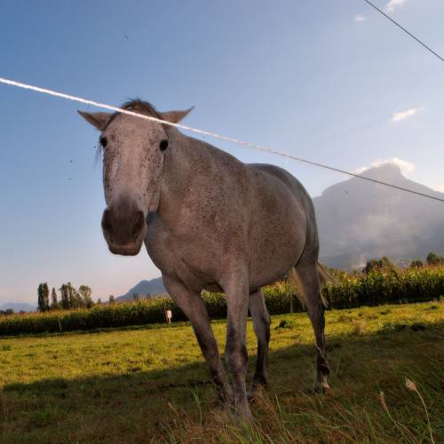 Cheval curieux