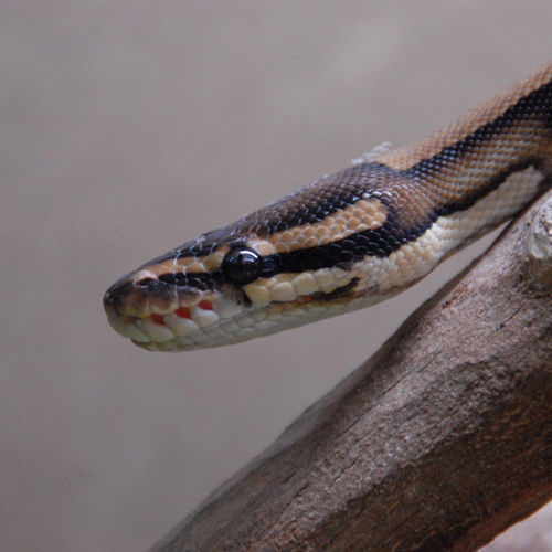 Python de bar