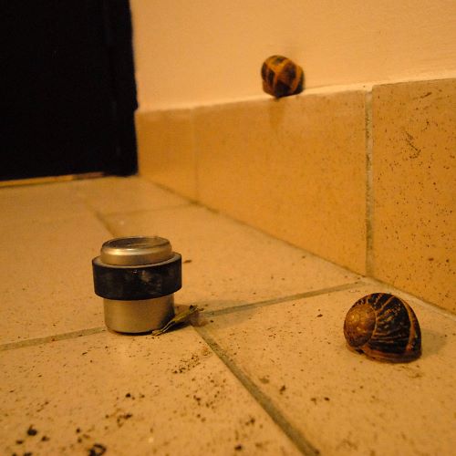 Escargot suicidaire