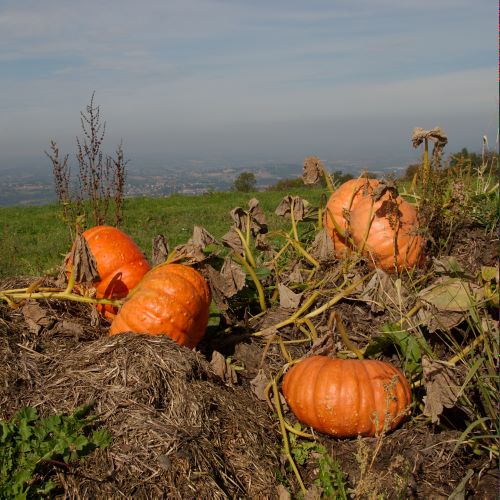 Citrouilles de l'avant pays savoyard